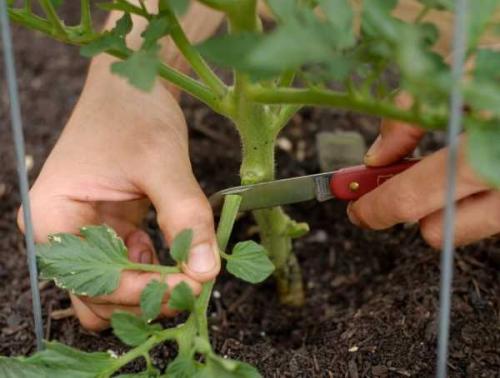 Формирования томатов в открытом грунте. Густо или редко? 08