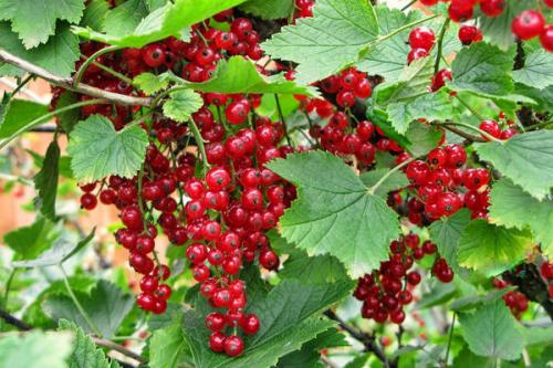 Когда и как правильно посадить смородину. Как правильно посадить смородину 06