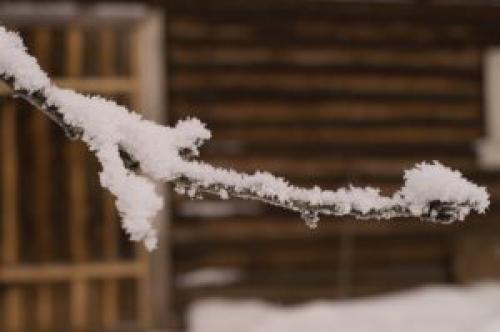 Обрезка яблони на зиму в тамбовщине. Инструкция по обрезке яблони зимой