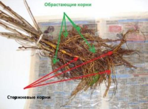 Как правильно садить крыжовник. Как правильно подготовить яму к посадке черенков крыжовника