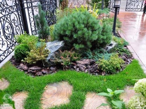 Хвойные на участке 04