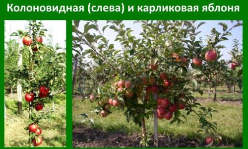 Размножение колоновидных яблонь. Особенности колоновидной яблони
