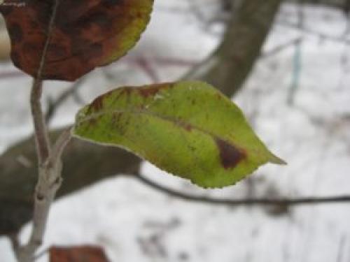 Обрезка яблони на зиму в тамбовщине. Инструкция по обрезке яблони зимой