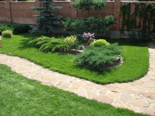 Хвойные на участке 08