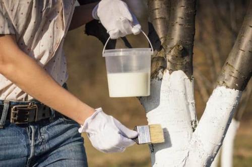 Состав побелки для яблонь. Популярные растворы и их приготовление