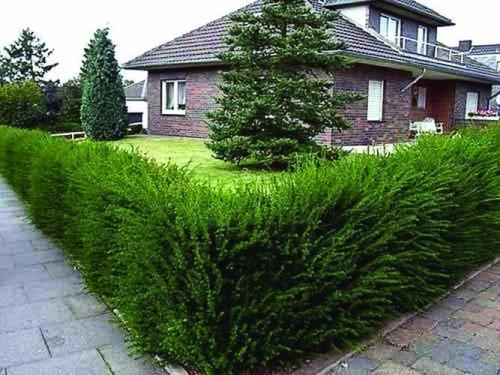 Хвойные на участке 02