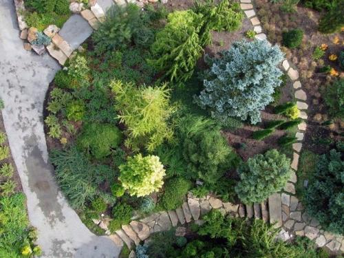 Хвойные на участке 06