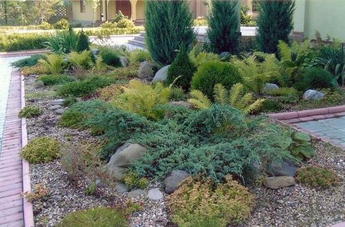 Хвойные на участке 07