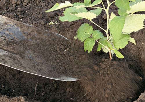 Подготовка ремонтантной малины к зиме. Благоприятные и неблагоприятные дни по Лунному календарю