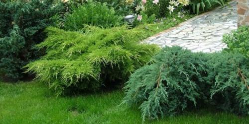 Хвойные на участке 05