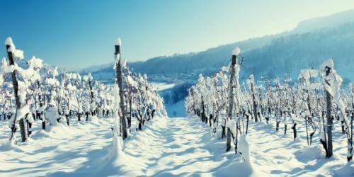 Нужно ли укрывать виноград Изабелла на зиму. Надо ли укрывать виноград Изабелла на зиму