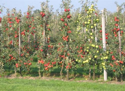 Размножение колоновидных яблонь. Особенности колоновидной яблони