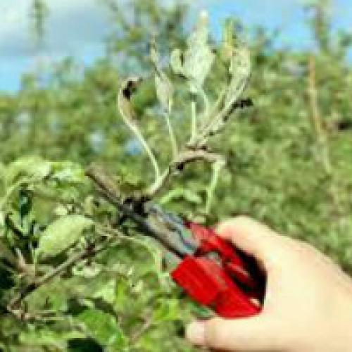 Обрезка яблони на зиму для чайников. Правильная обрезка яблони