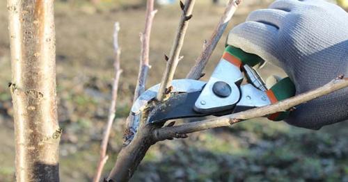 Обрезка яблони на зиму в подмосковье. Оптимальные сроки обрезки яблони осенью