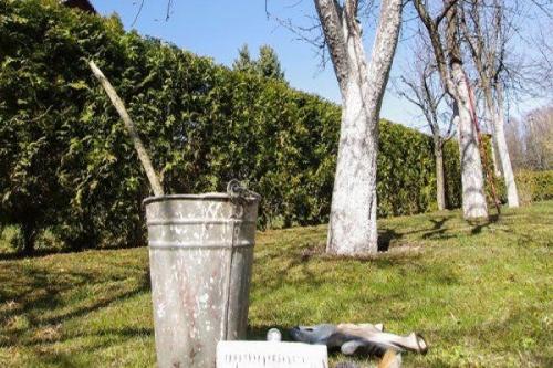 Состав побелки для яблонь. Популярные растворы и их приготовление