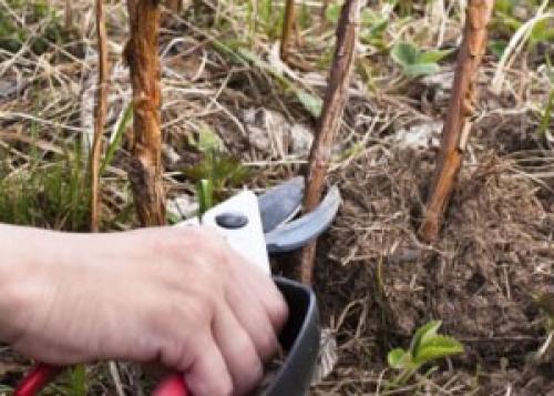 Посадка малины осенью в Сибири