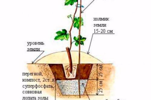 Посадка винограда осенью. Как сажать виноград осенью