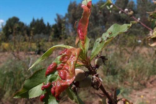 Обработка персика марганцовкой. Лечение и профилактика