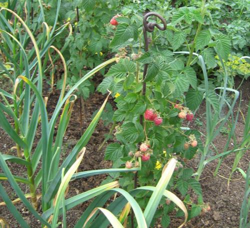 Малинная галлица препараты. Малинная побеговая галлица: эффективные меры борьбы в вредителем