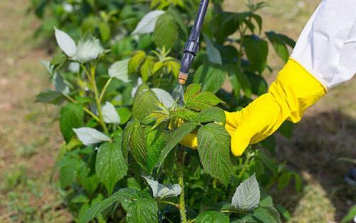 Малинная галлица препараты. Малинная побеговая галлица: эффективные меры борьбы в вредителем