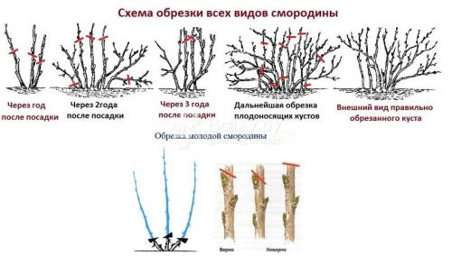 Белая смородина уход осенью. Выращивание и уход за белой смородиной 04 Белая смородина уход осенью. Выращивание и уход за белой смородиной 04