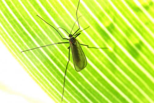 Малинная галлица препараты. Малинная побеговая галлица: эффективные меры борьбы в вредителем