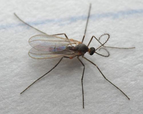 Малинная галлица препараты. Малинная побеговая галлица: эффективные меры борьбы в вредителем