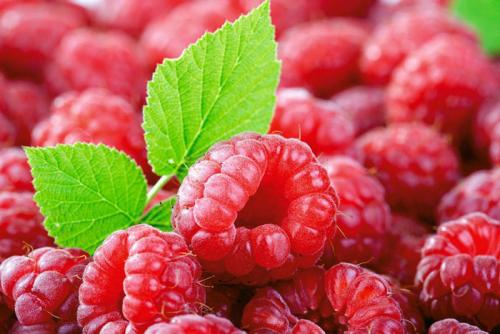 Малинная галлица препараты. Малинная побеговая галлица: эффективные меры борьбы в вредителем