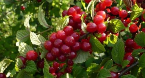 Войлочная вишня, как размножается. Основные способы размножения войлочной вишни