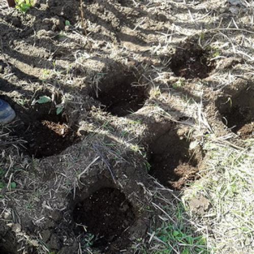 Как правильно садить малину осенью. Как правильно посадить малину осенью 03