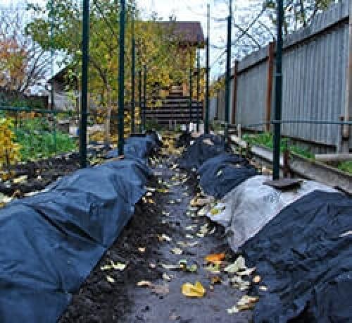 Чем опрыскать виноград перед укрытием на зиму. Фунгицидами 09 Чем опрыскать виноград перед укрытием на зиму. Фунгицидами 09