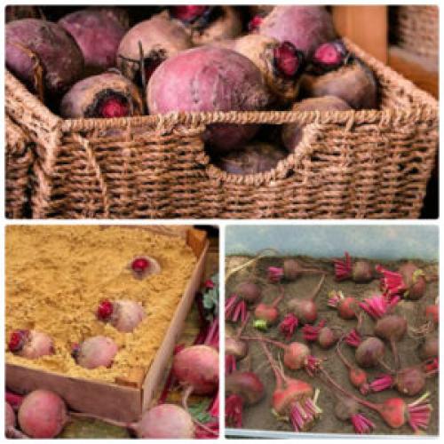 Ящики для хранения овощей в погребе. Как хранить овощи в погребе?