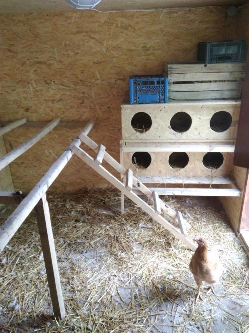 Курятник на даче 03