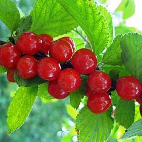 Войлочная вишня, как размножается. Основные способы размножения войлочной вишни