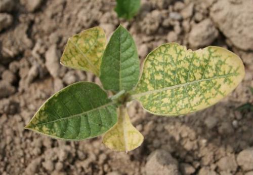 Какой табак стоит выращивать для курения. Уход