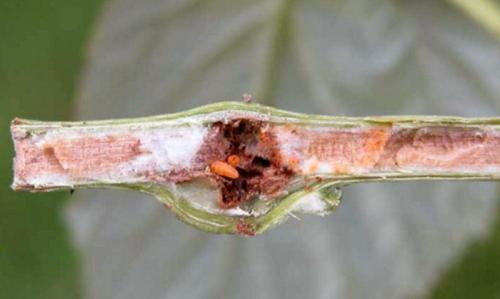 Малинная галлица препараты. Малинная побеговая галлица: эффективные меры борьбы в вредителем