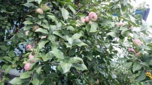 Уход за яблоней в августе.