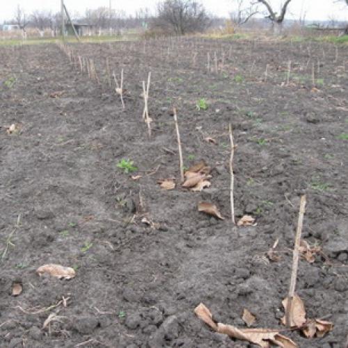 Как правильно садить малину осенью. Как правильно посадить малину осенью 07