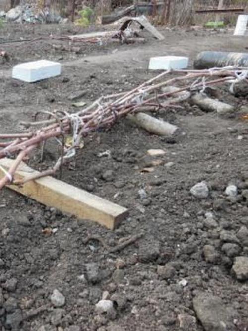 Что можно сделать из недозревшего винограда. Что нужно делать с кустами винограда осенью