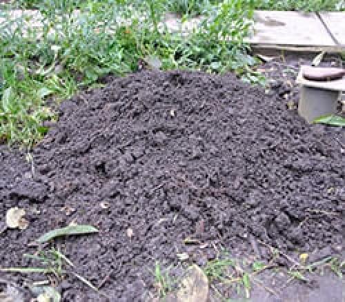 Чем опрыскать виноград перед укрытием на зиму. Фунгицидами 07 Чем опрыскать виноград перед укрытием на зиму. Фунгицидами 07