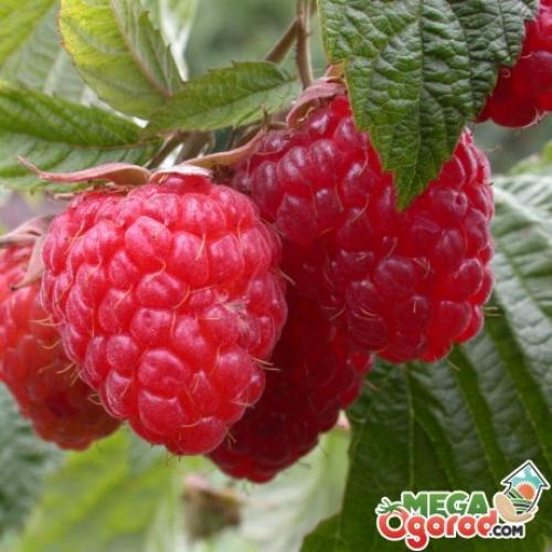 Галица на малине меры борьбы. В борьбе за «малиновый» урожай 02 Галица на малине меры борьбы. В борьбе за «малиновый» урожай 02