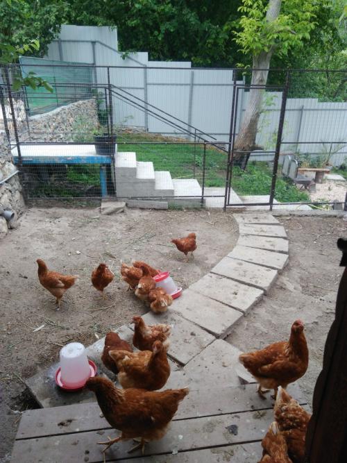 Курятник на даче 02