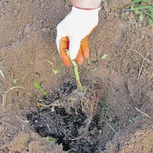 Как правильно садить малину осенью. Как правильно посадить малину осенью 04