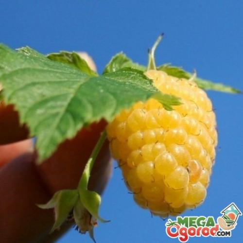 Галица на малине меры борьбы. В борьбе за «малиновый» урожай 03 Галица на малине меры борьбы. В борьбе за «малиновый» урожай 03