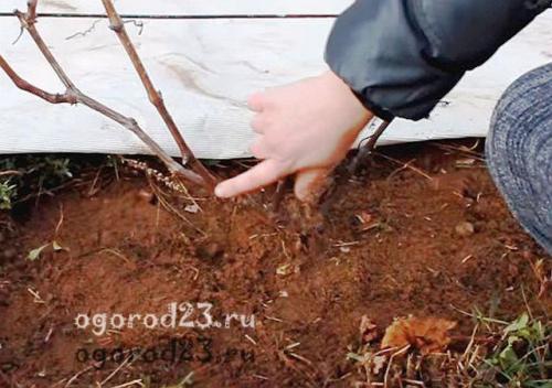 Когда обрезать виноград осенью. Для чего надо обрезать виноград осенью