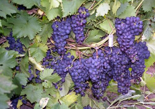 Как обрезать виноград в октябре. Для чего производится?