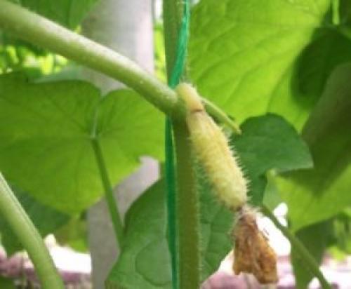 Почему в парнике желтеют огурцы. Как справиться с пожелтением листьев огурцов в теплице 10 Почему в парнике желтеют огурцы. Как справиться с пожелтением листьев огурцов в теплице 10