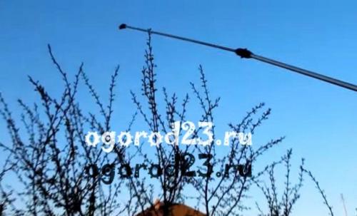 Чем обработать яблони и груши от парши. Парша на яблонях – чем лечить?