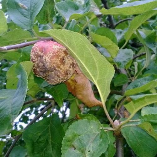 На стволе яблони оранжевые пятна. Раковые болезни яблони: фото, описание и борьба с ними 10 На стволе яблони оранжевые пятна. Раковые болезни яблони: фото, описание и борьба с ними 10