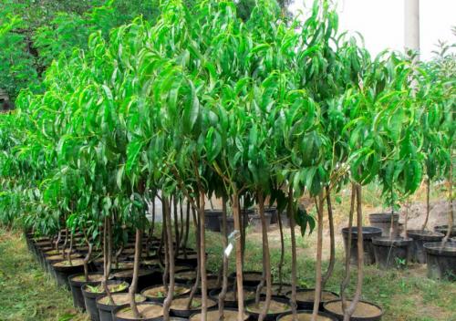 Посадка саженцев осенью персика. Когда лучше всего сажать персик — осенью или весной?